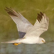 Pallid Harrier