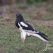 Pied Harrier