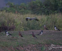 Pied Harrier