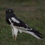 Pied Harrier