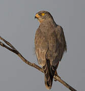 Grasshopper Buzzard