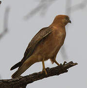 Grasshopper Buzzard