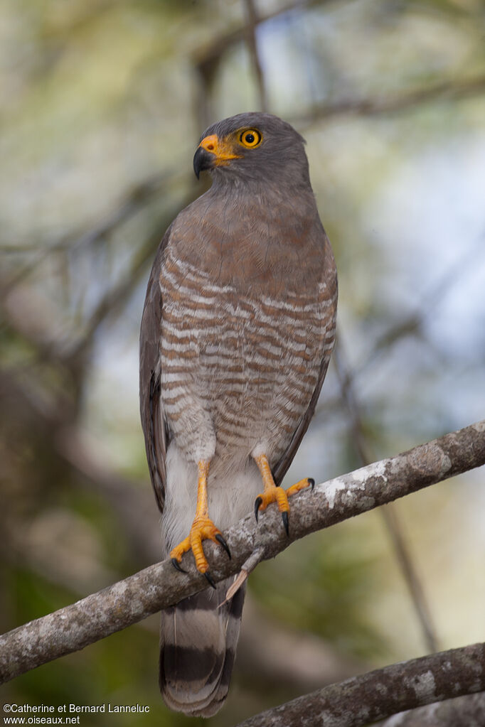 Roadside Hawkadult