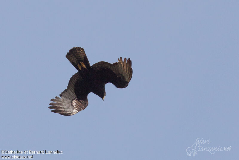 Zone-tailed Hawk, Flight