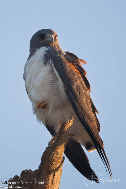 White-tailed Hawkadult, close-up portrait