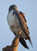 White-tailed Hawk