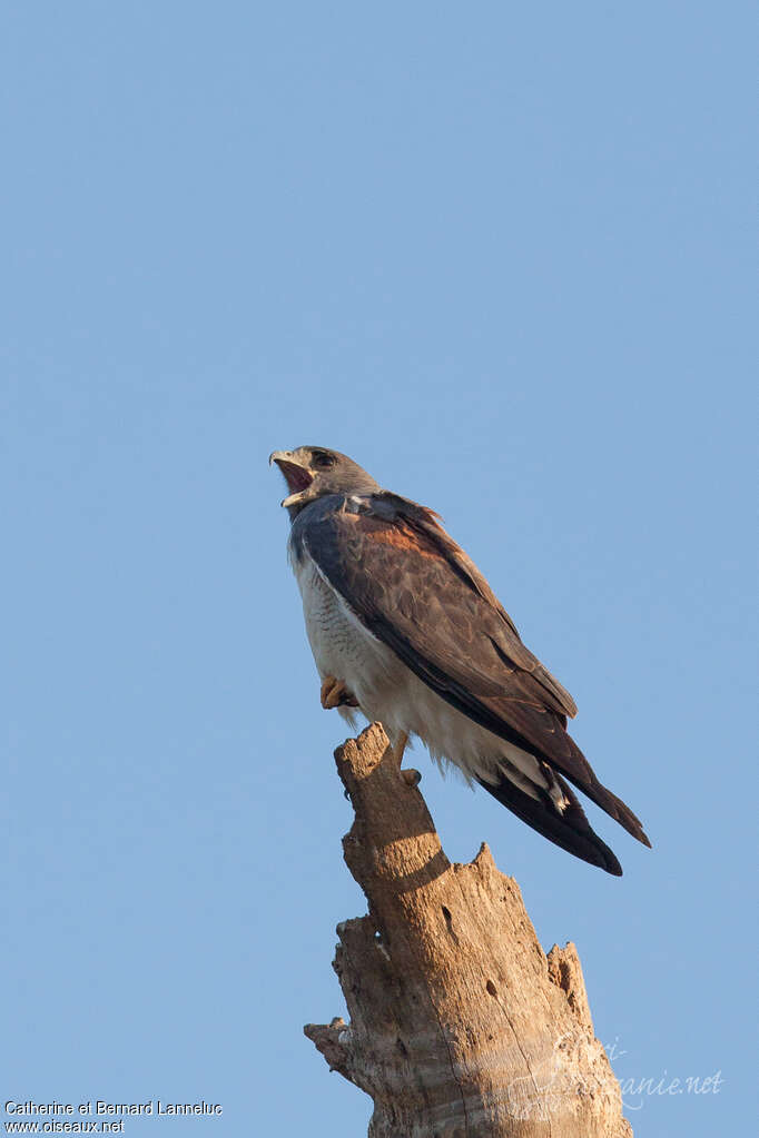 White-tailed Hawkadult, identification