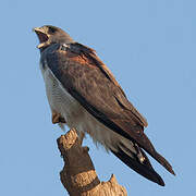 White-tailed Hawk