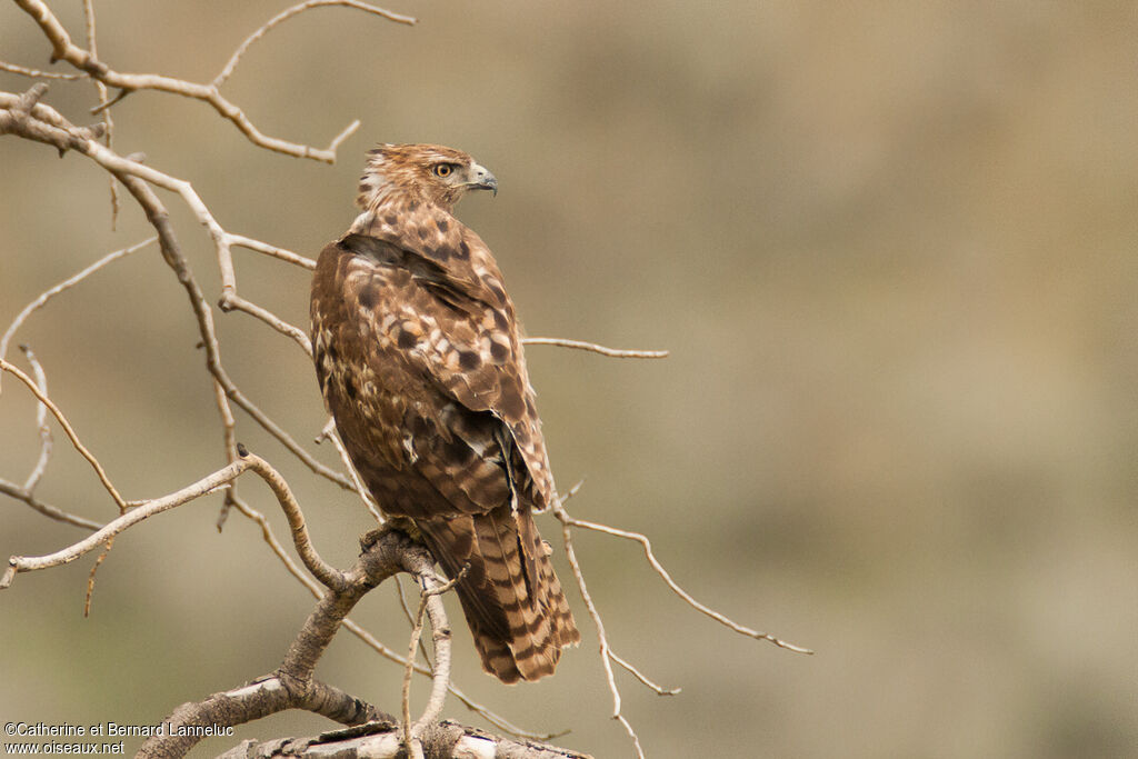 Red-tailed Hawk