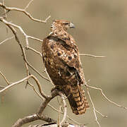 Red-tailed Hawk