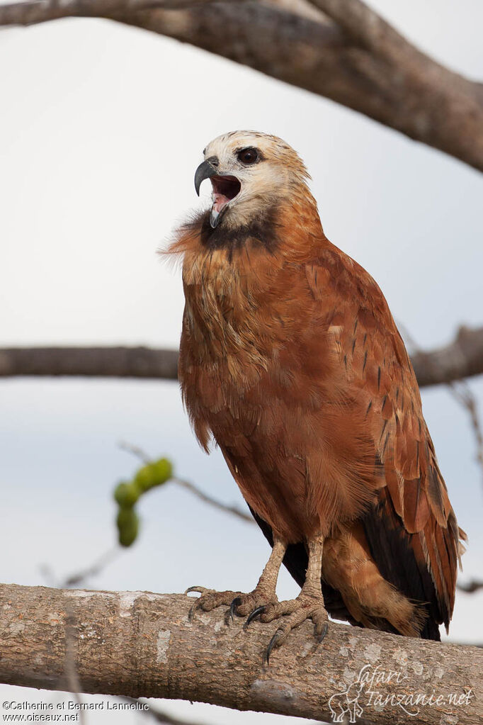 Black-collared Hawkadult, song