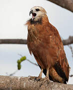 Black-collared Hawk