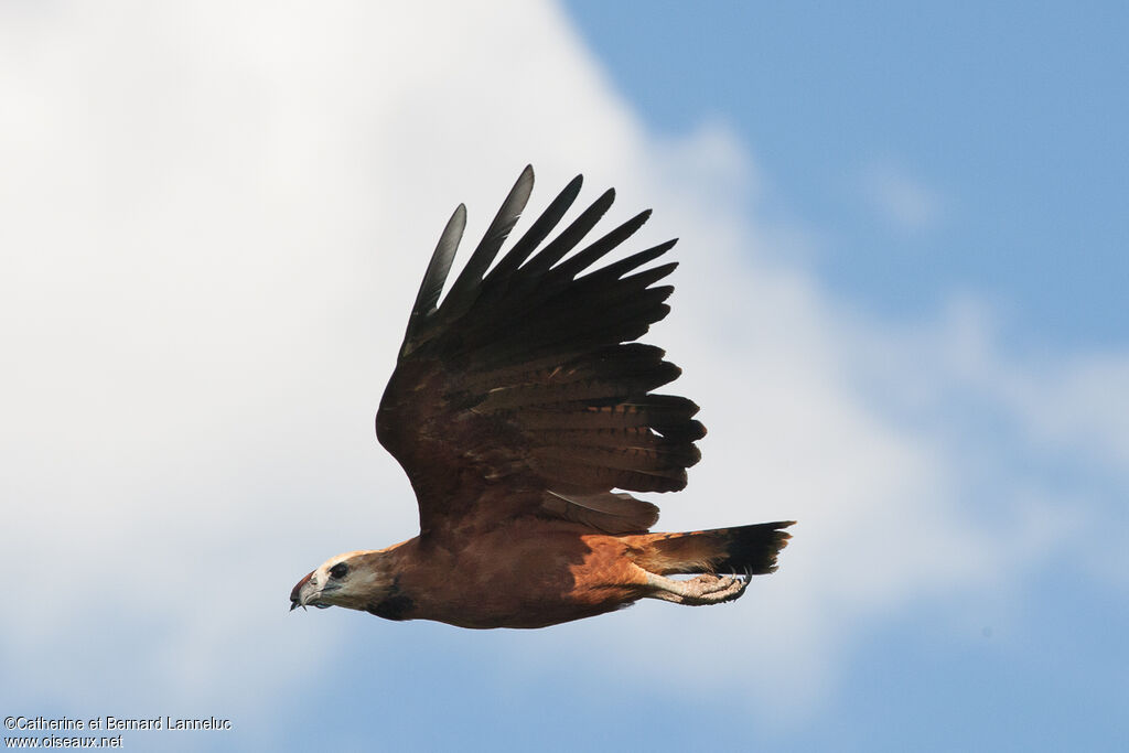 Black-collared Hawkadult, Flight