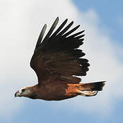 Black-collared Hawk