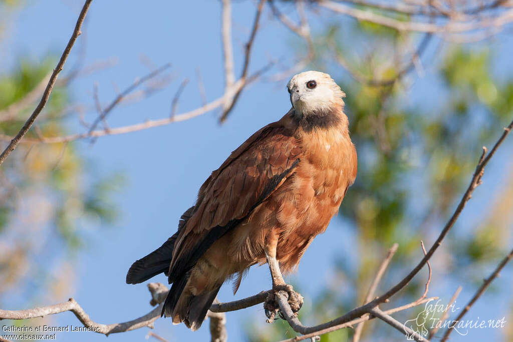 Black-collared Hawkadult, identification