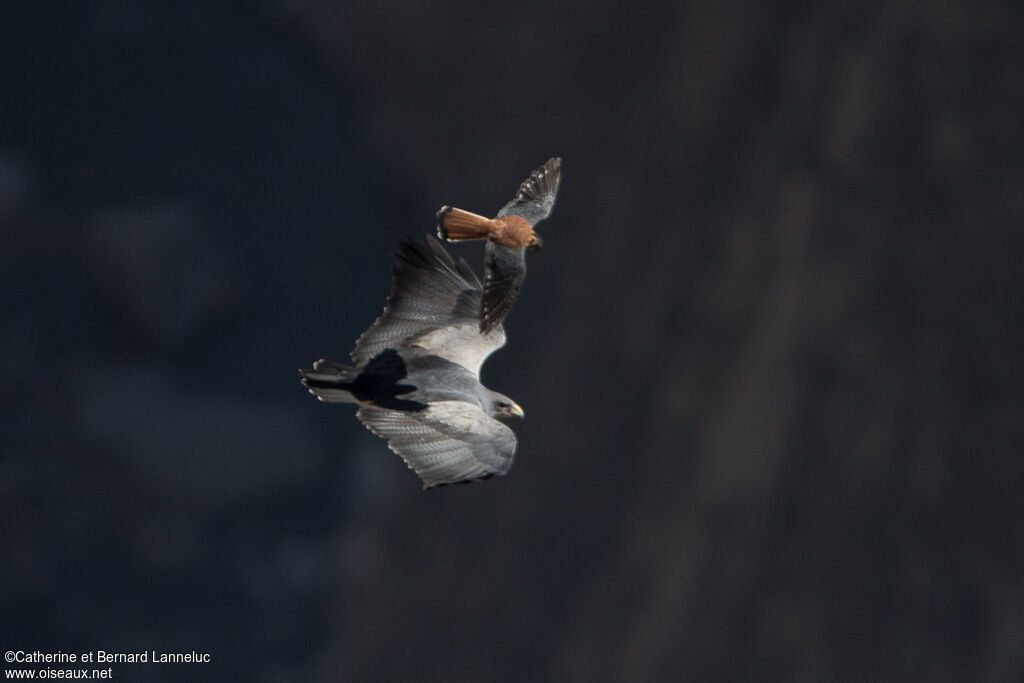 Black-chested Buzzard-Eagleadult, Flight