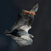 Black-chested Buzzard-Eagle