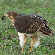 Augur Buzzard