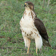 Augur Buzzard