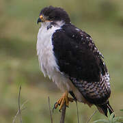 Augur Buzzard