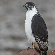 Augur Buzzard