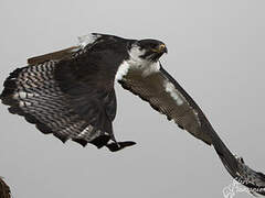 Augur Buzzard