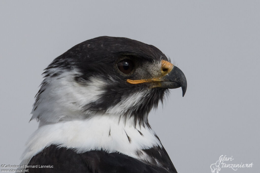 Buse augureadulte, portrait