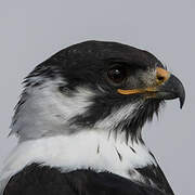 Augur Buzzard