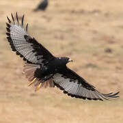 Augur Buzzard