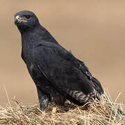 Augur Buzzard