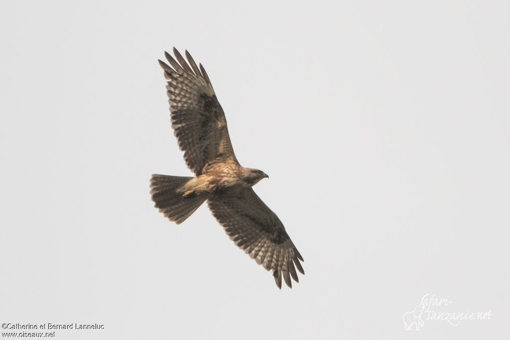 Eastern Buzzardadult, Flight