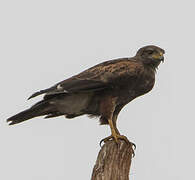 Harris's Hawk