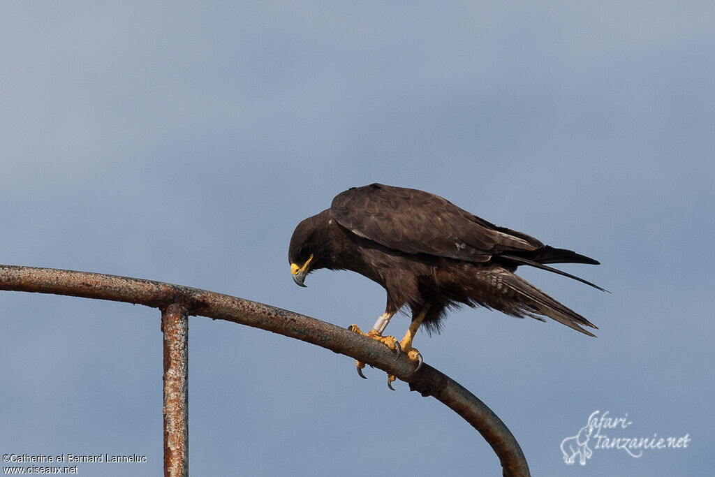 Galapagos Hawkadult, identification