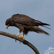 Galapagos Hawk