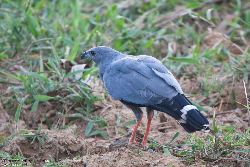 Crane Hawkadult