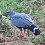 Crane Hawk