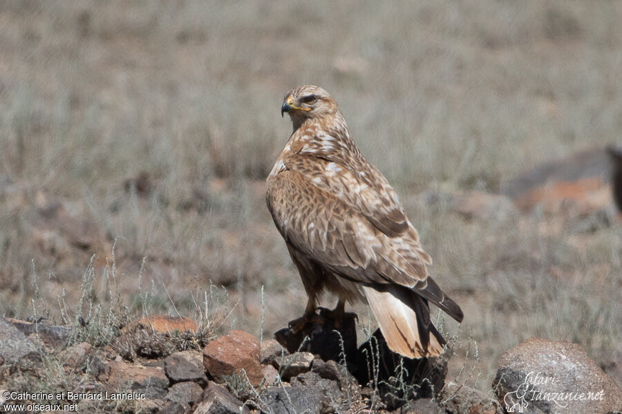 Long-legged Buzzardadult