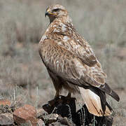 Long-legged Buzzard