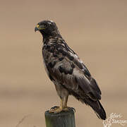 Jackal Buzzard