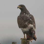 Jackal Buzzard