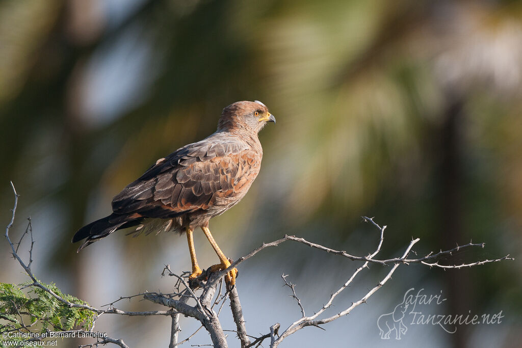 Savanna Hawk