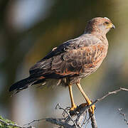 Savanna Hawk