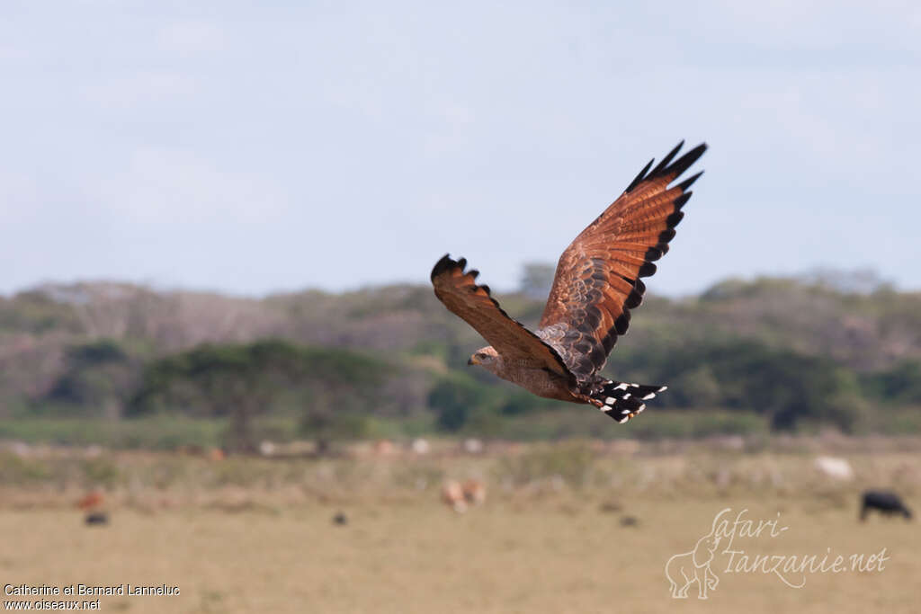 Savanna Hawkadult, habitat, Flight