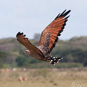 Savanna Hawk