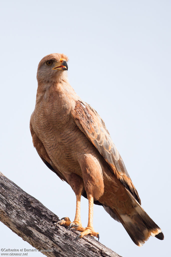 Savanna Hawkadult, identification