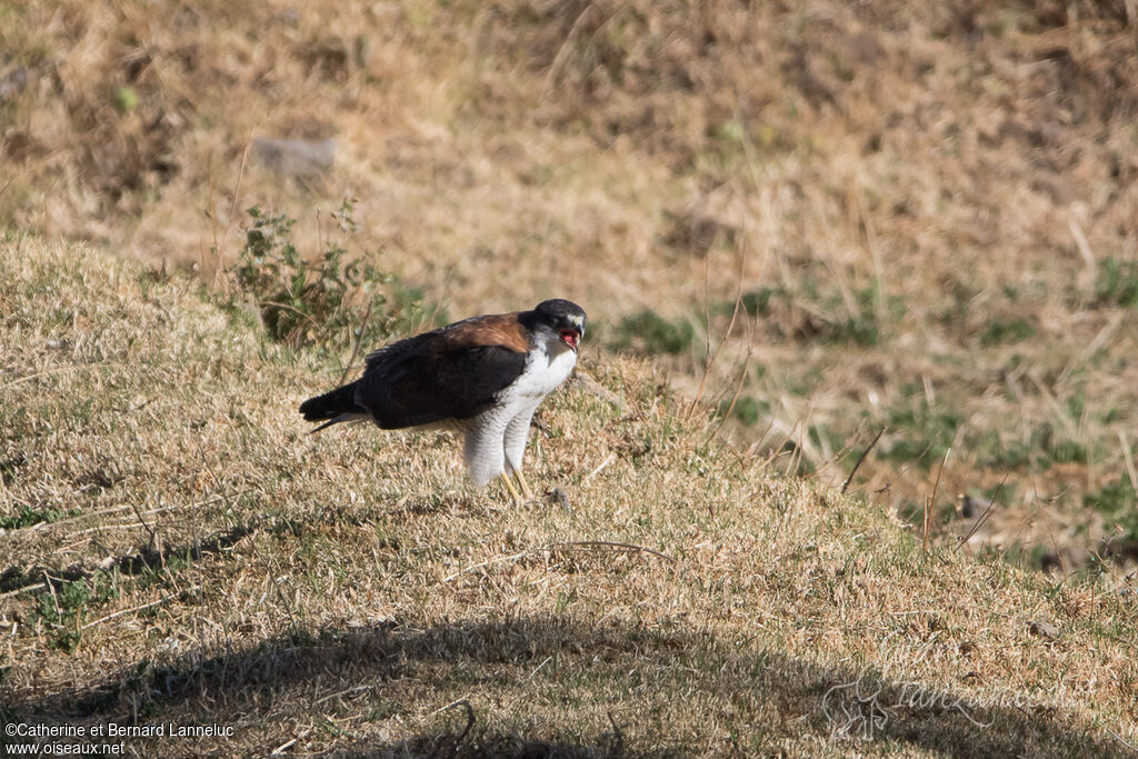 Variable Hawkadult, fishing/hunting, Behaviour