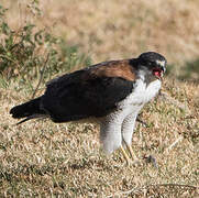 Variable Hawk