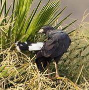 Great Black Hawk