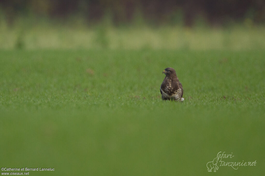 Common Buzzard