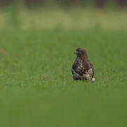 Common Buzzard